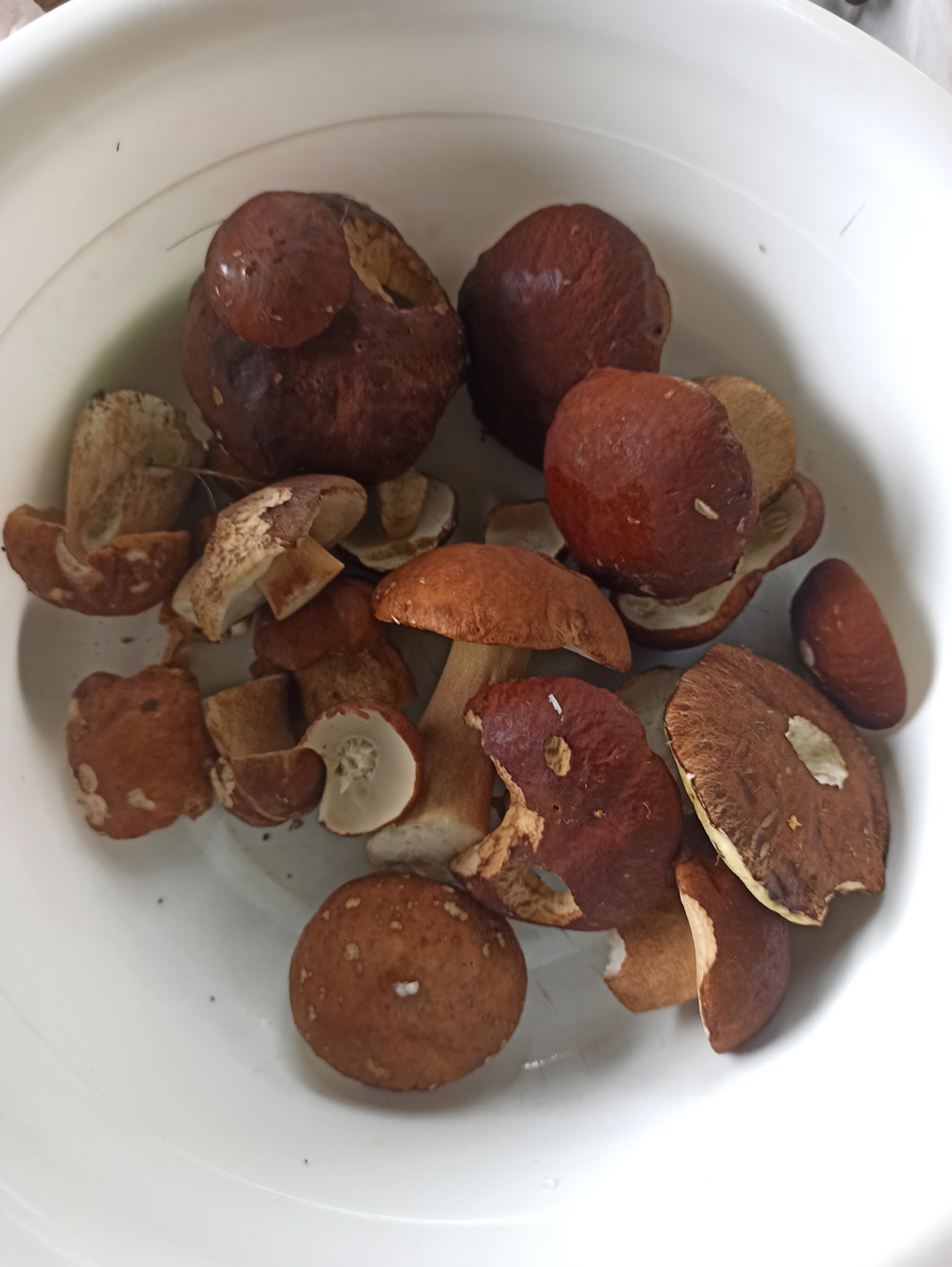 Белые. 25.07.25.(шляпки).