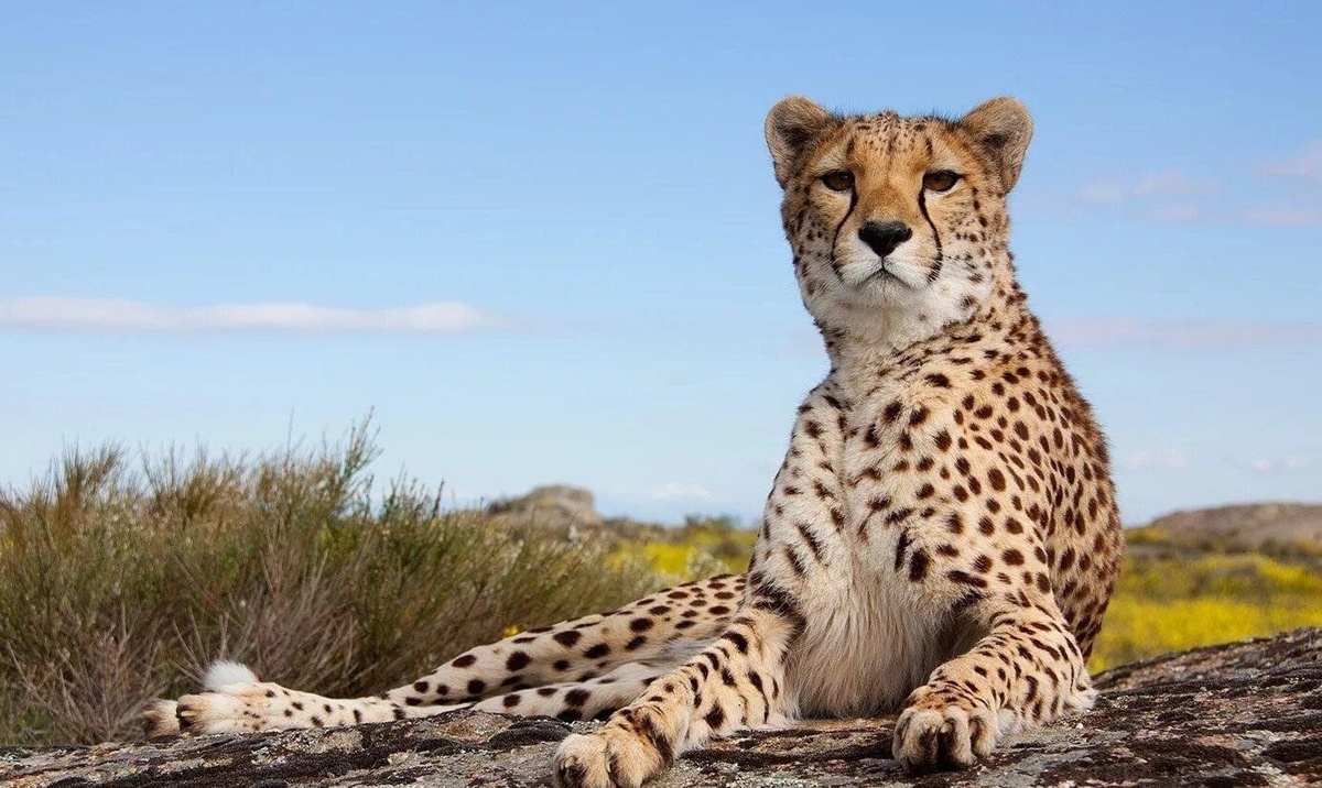 Фото с сайта: https://www.culture.ru/events/5162810/v-mire-gepardov?location=russia