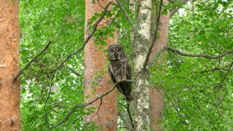    Фото: телеграм-канал биолога Павла Глазкова «Каждой твари по паре»