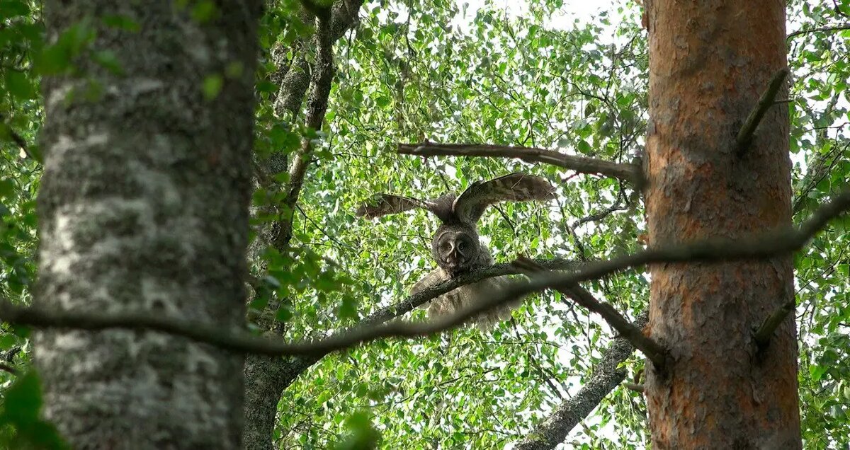    Фото: телеграм-канал биолога Павла Глазкова «Каждой твари по паре»