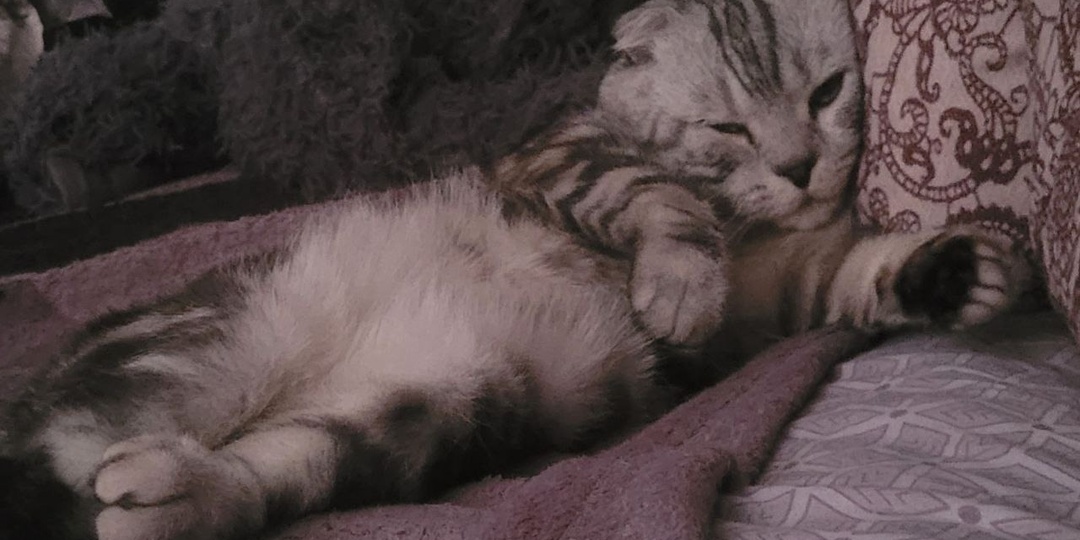 Сколько нужно спать кошкам