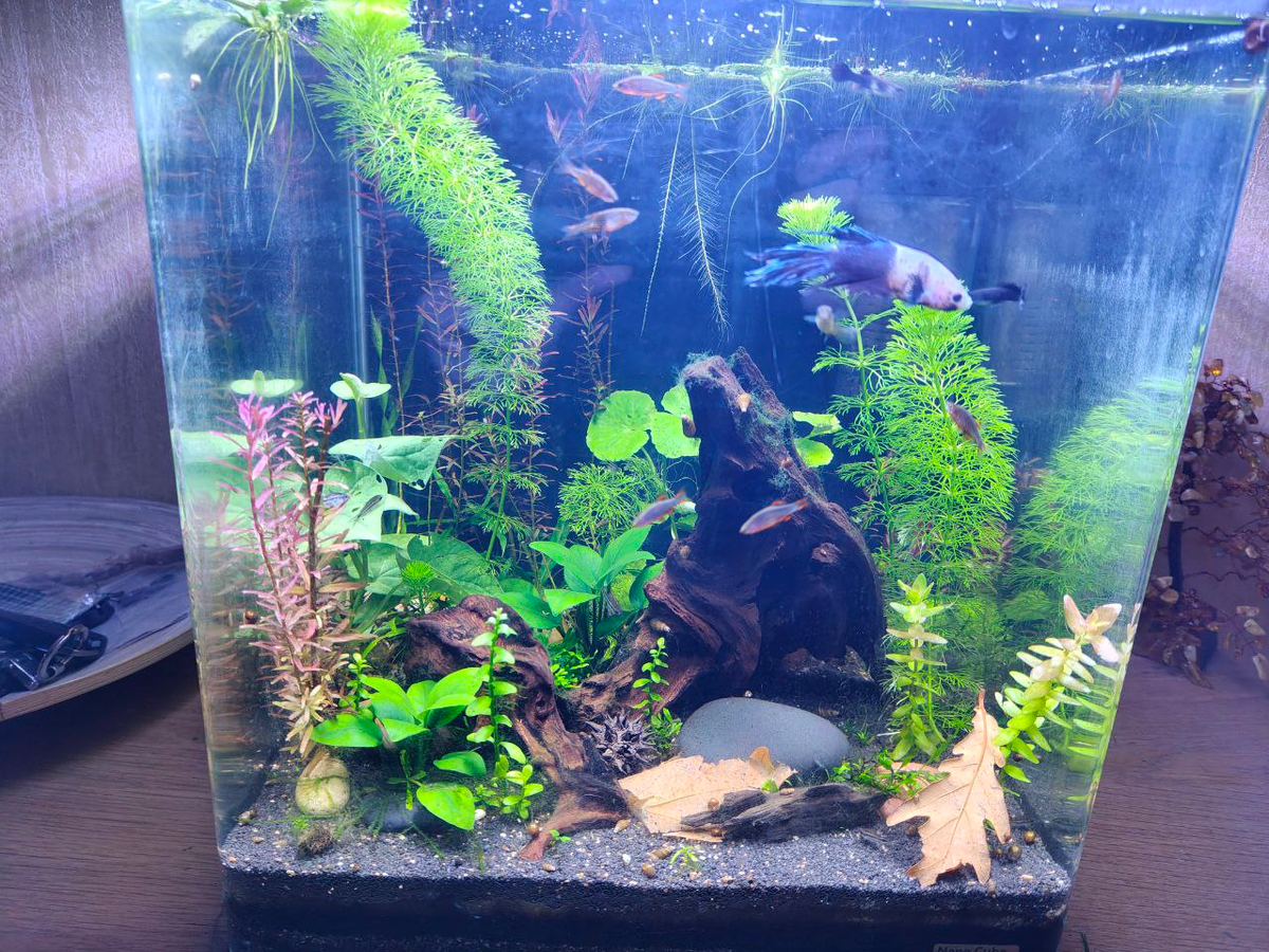 Этой один из моих акваримов, в нём тёмный грунт, близкий к черному.