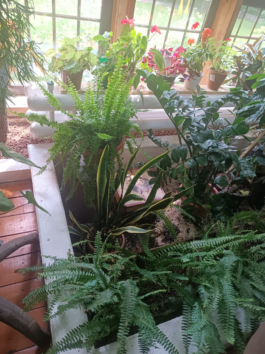 В зимнем саду музея П.И. Чайковского 