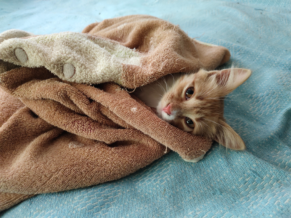 Котёнок из заповедника 