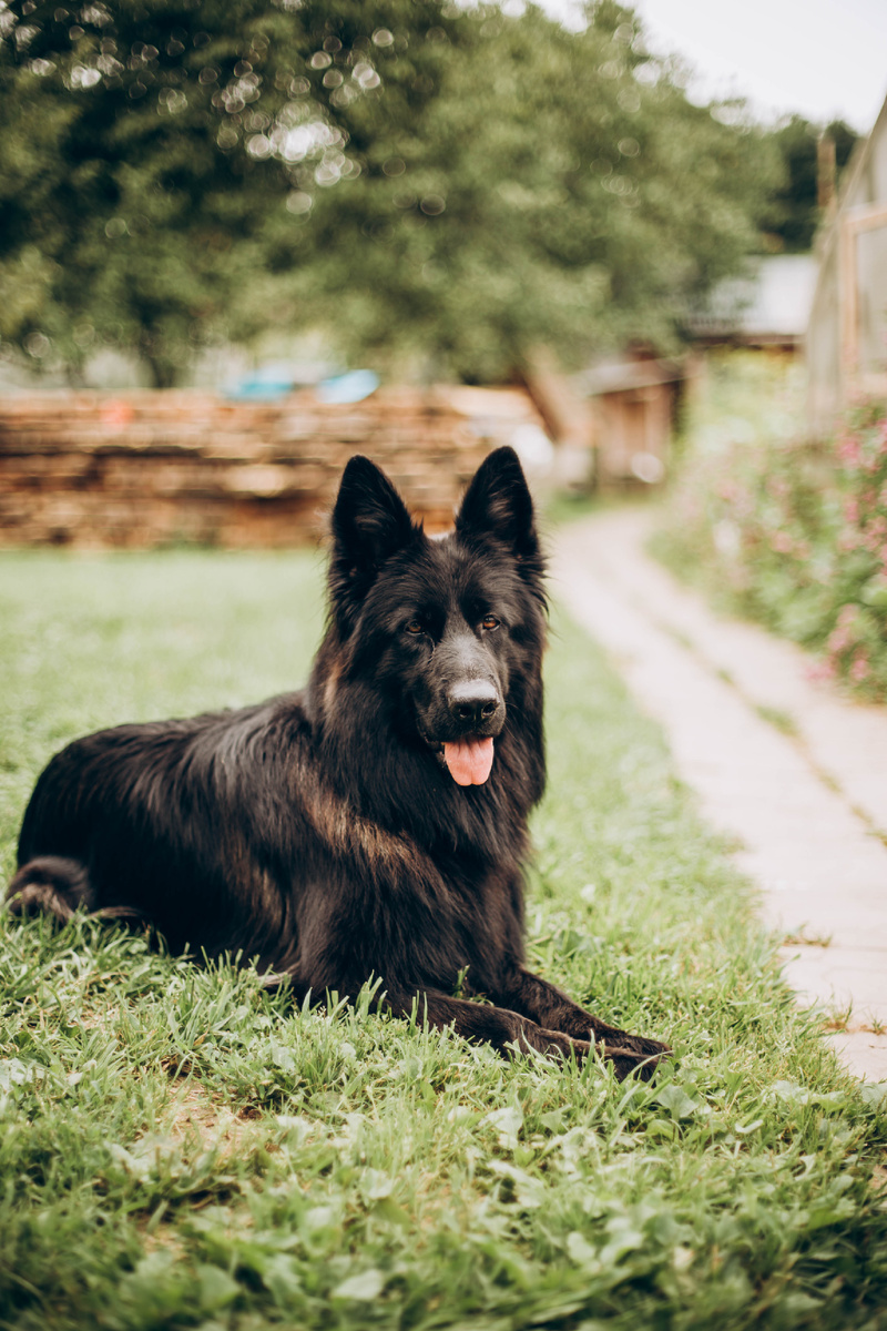 Эсмеральда Фон Хаус Энжел