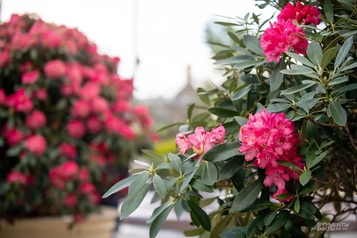    Флорист из Тюмени рассказала, какие цветы дольше всего сохраняют свежесть