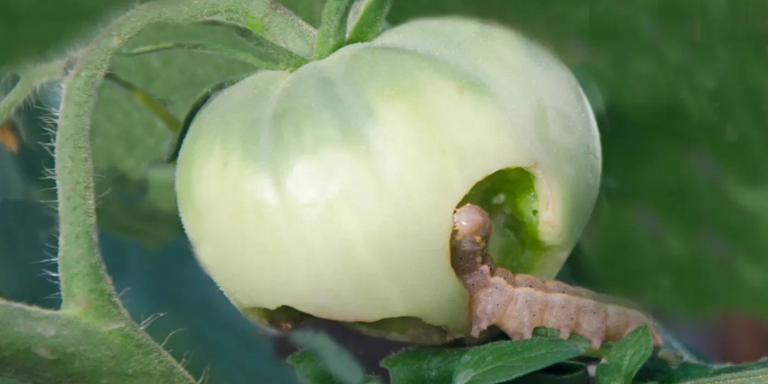 Таких гусениц у вас больше не будет! Рассказываю как избавиться от совки без химии