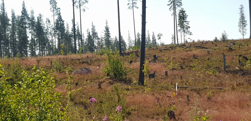    Ливень притушил свалку мусора в МедвежьегорскеИрина Меркова