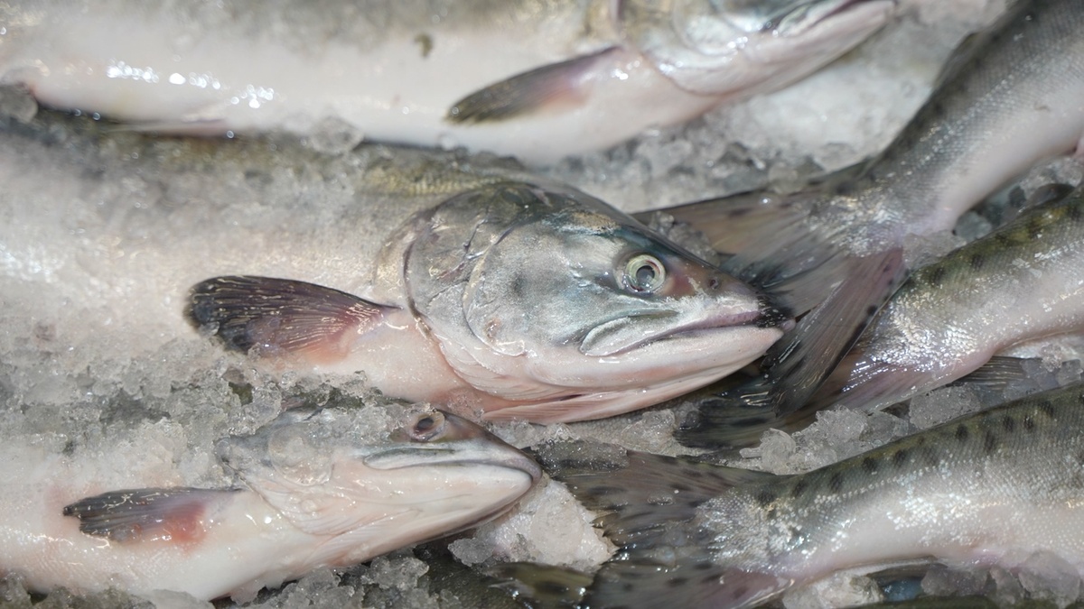 Фото с сайта: https://kamgov.ru/emr/novolec/news/ohlazdennuu-gorbusu-teper-mozno-kupit-v-magazinah-ooo-samsa-market-na-kamcatke-64422