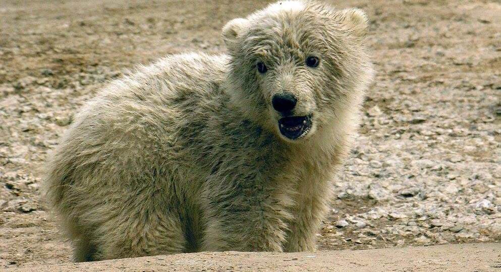 🐻‍❄️ 19 лет с нами: история Феликса