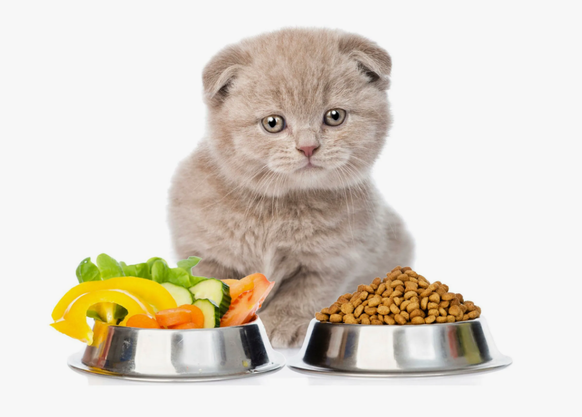 Корм или Натуралка?