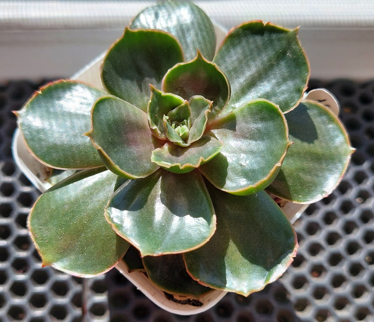 Фото автора Эхеверия Рэд Тан