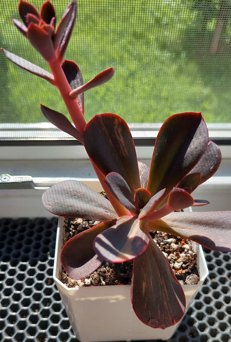 Фото автора Эхеверия Примадонна вариегатная 