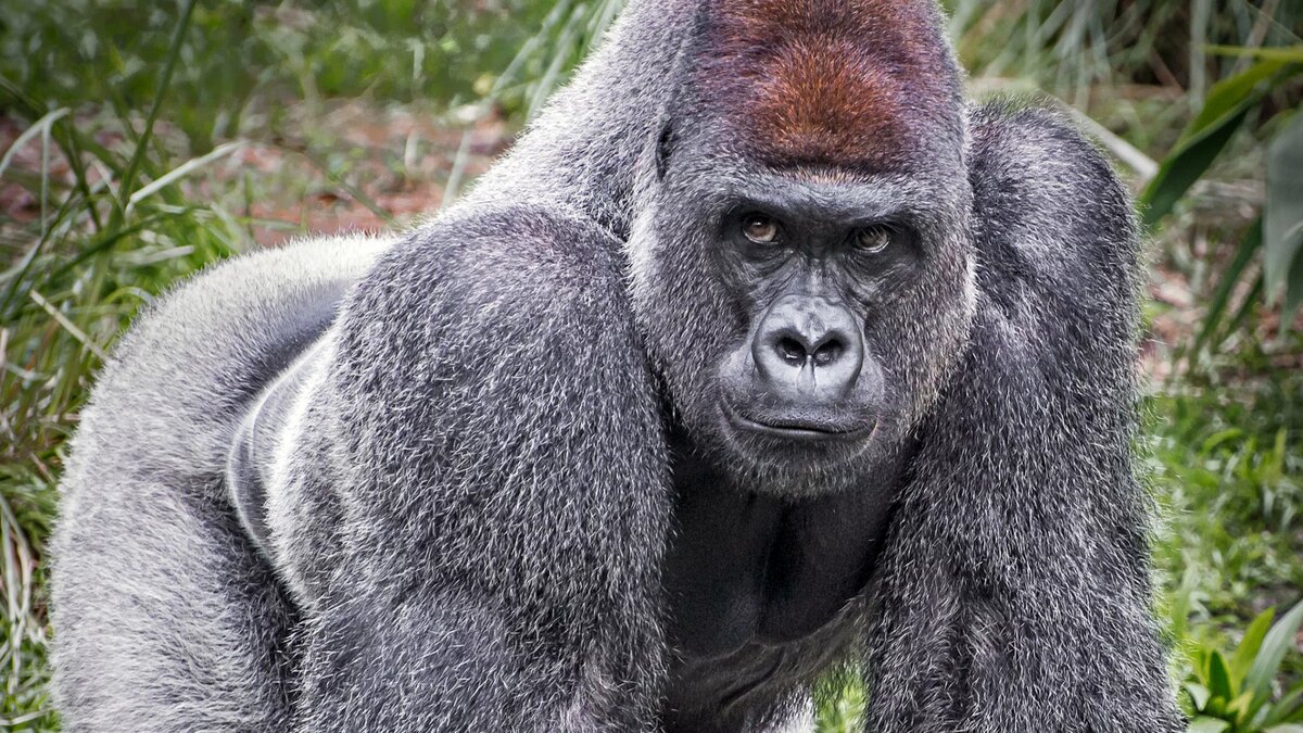 Фото с сайта: https://zooclever.ru/care/gorilla-kartinka