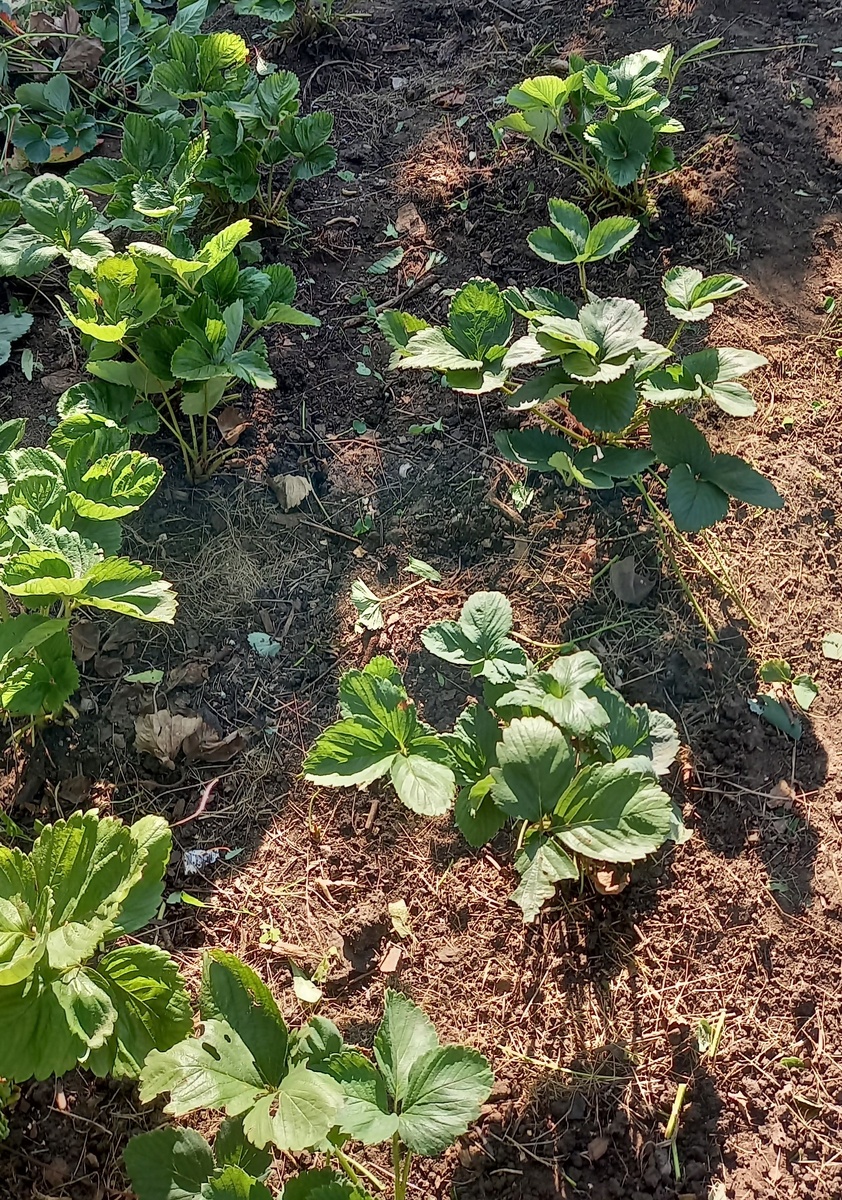 Можно очень быстро навести порядок в грядке, спина не успеет заболеть!