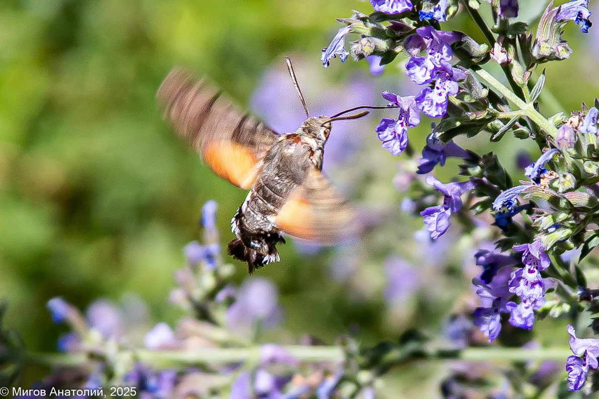 Бражник Языкан.