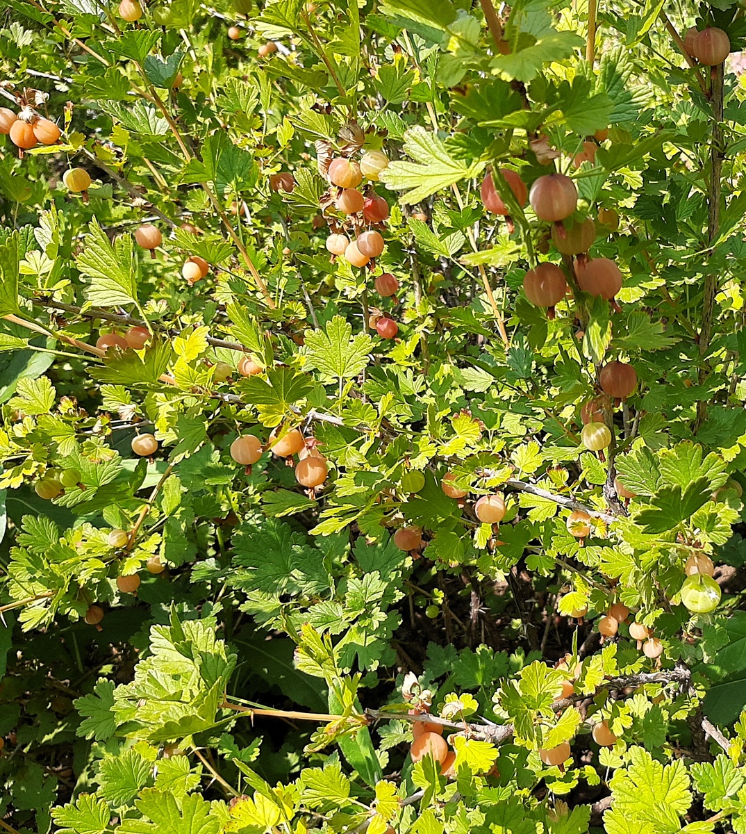 Крыжовник Русский