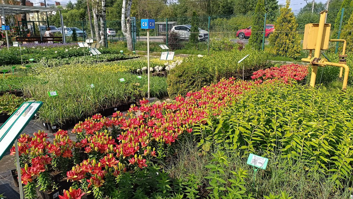 Белоостровский питомник