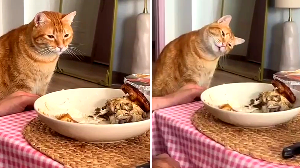 Глупая курочка, что же ты смотришь на меня так заманчиво?! ЕЩЕ фото -->> 