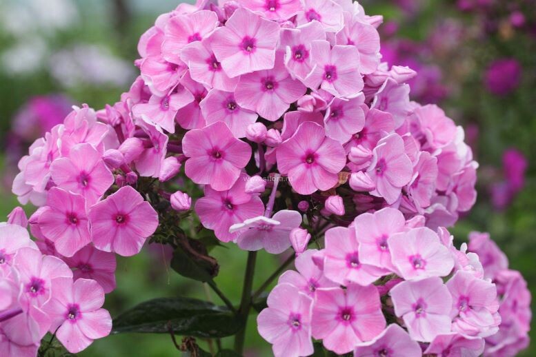 Яндекс картинки