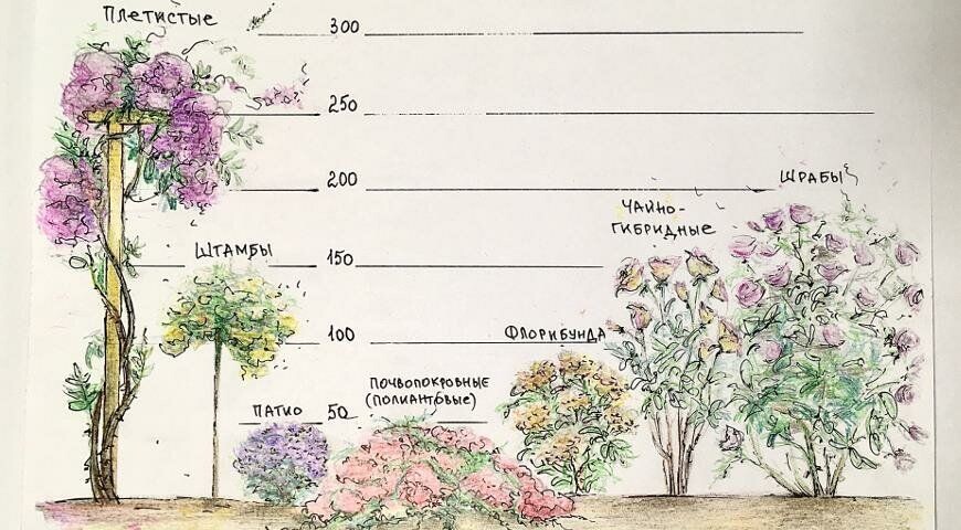 Наглядно приведу для сравнения различные группы роз