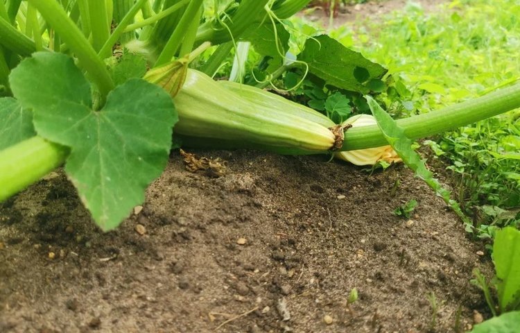    Фото: Лукьянов Дмитрий, AgroXXI.ru