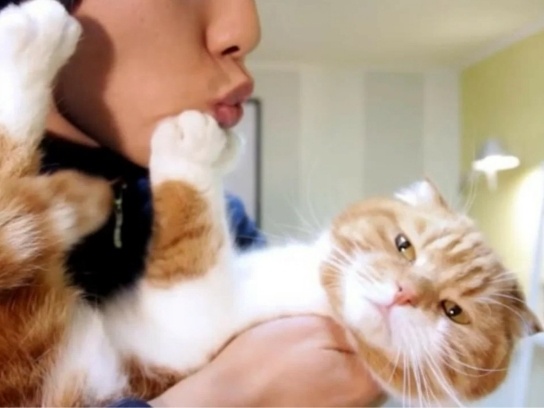 Кошке не нравится, когда вы приближаете к ней лицо, не просто так. Объяснение такого поведения питомца