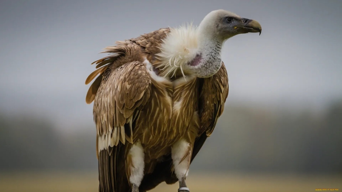 Фото с сайта: https://fotobase.co/photo/grif-ptitsa/540352/