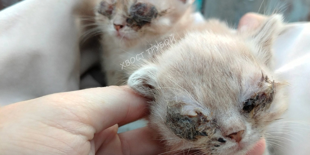 Неужели их жизнь будет в полной темноте? Пробуем спасти котятам зрение!