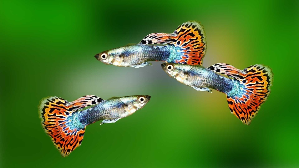 Фото с сайта: https://www.olx.uz/d/obyavlenie/rybki-guppi-est-raznye-rybki-ID3IImv.html?reason=extended_search_extended_s2v