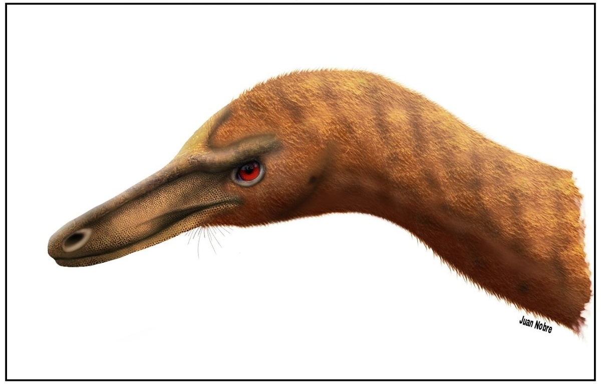 Портретная реконструкция эритровенатора.