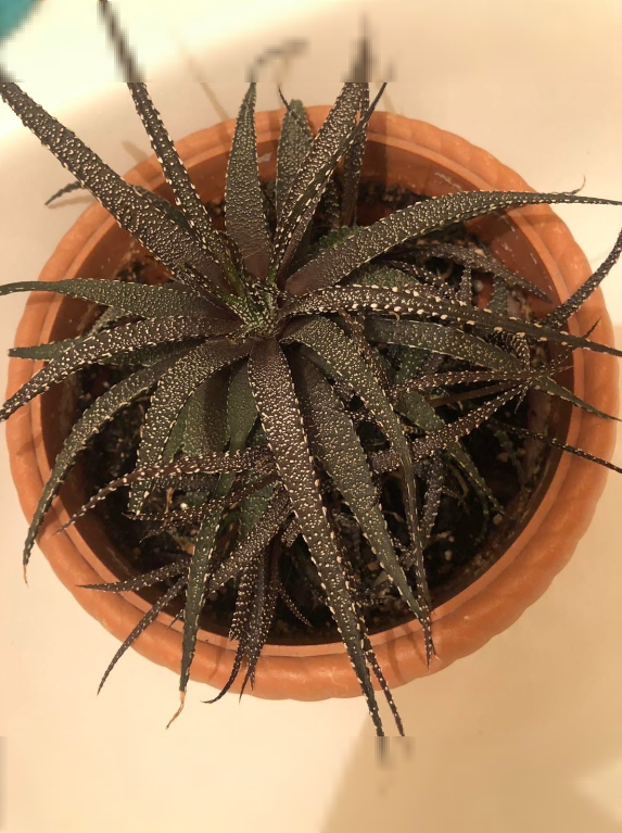 хавортиопсисы (Хавортия)