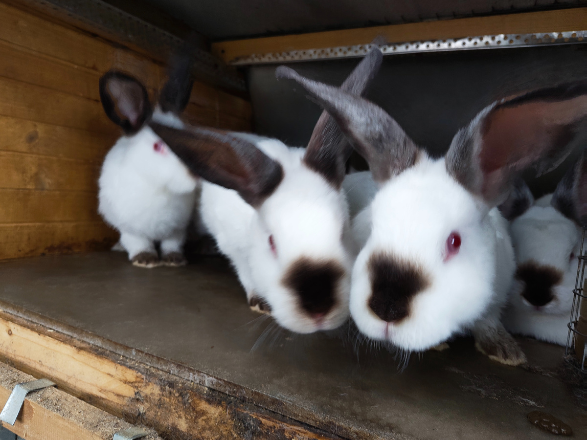 Один из этажей клетки с шифером вместо пола.