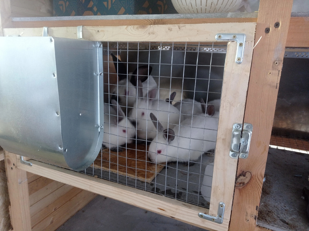 Самые первые жители многоярусной клетки, пока все чистенько и красиво.