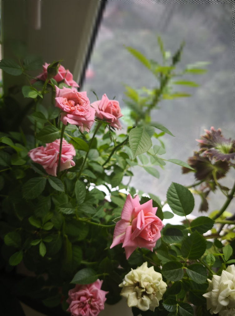 Роза Лоран Кардон