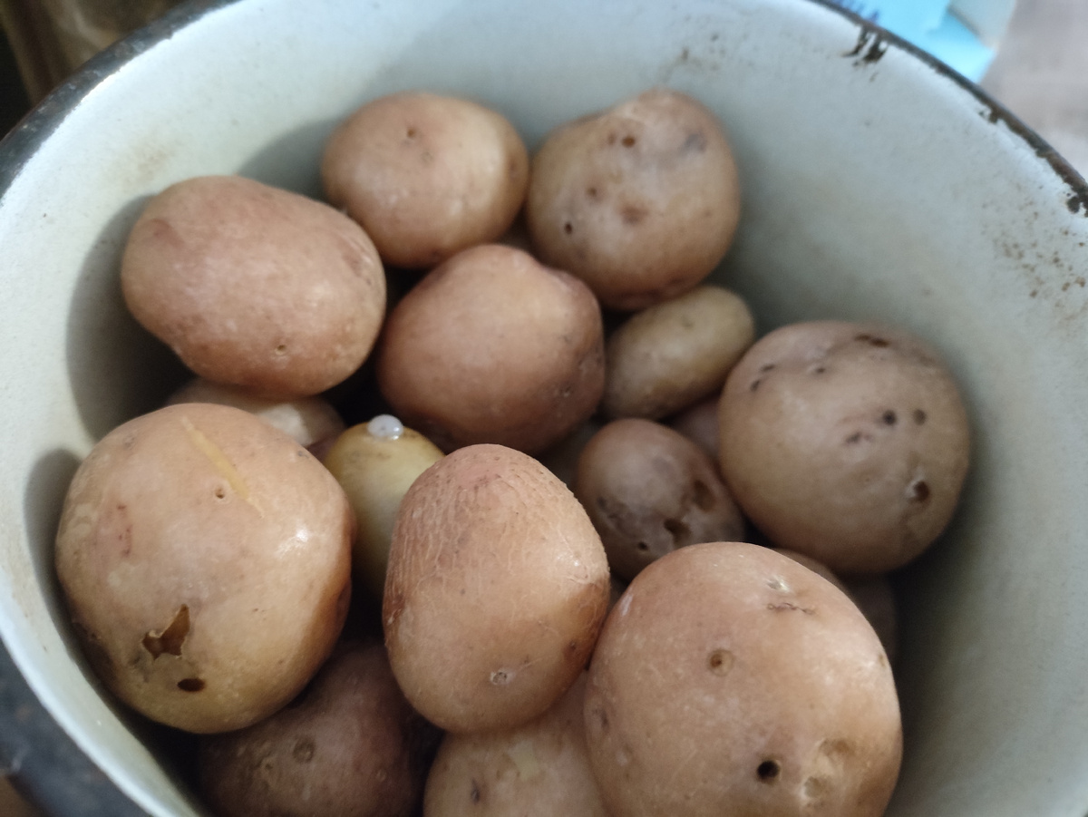 Картофан. Погрызенный весь....