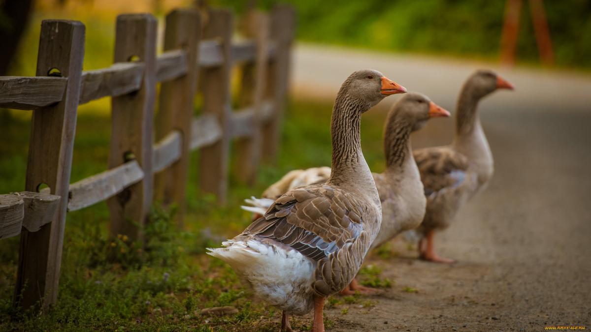 Фото с сайта: https://artfile.me/download/zhivotnye-gusi-ptichka-1207688/1920x1080