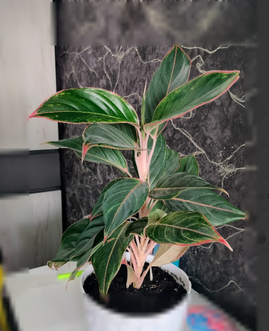 Аглаонема Крит