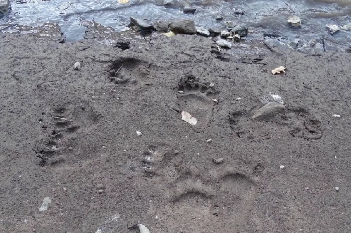    В Башкирском заповеднике посчитали популяцию медведей