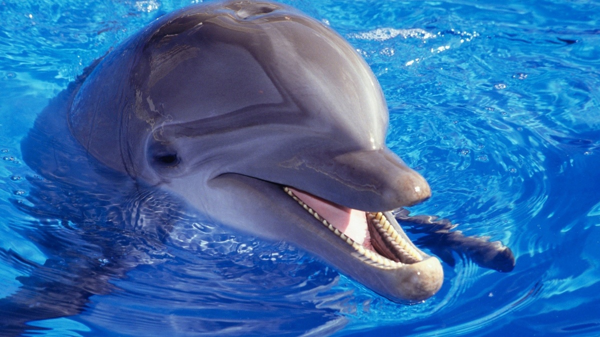 Фото с сайта: https://solovey.moy.su/publ/kartinki/zhivotnye/delfin/15-1-0-409