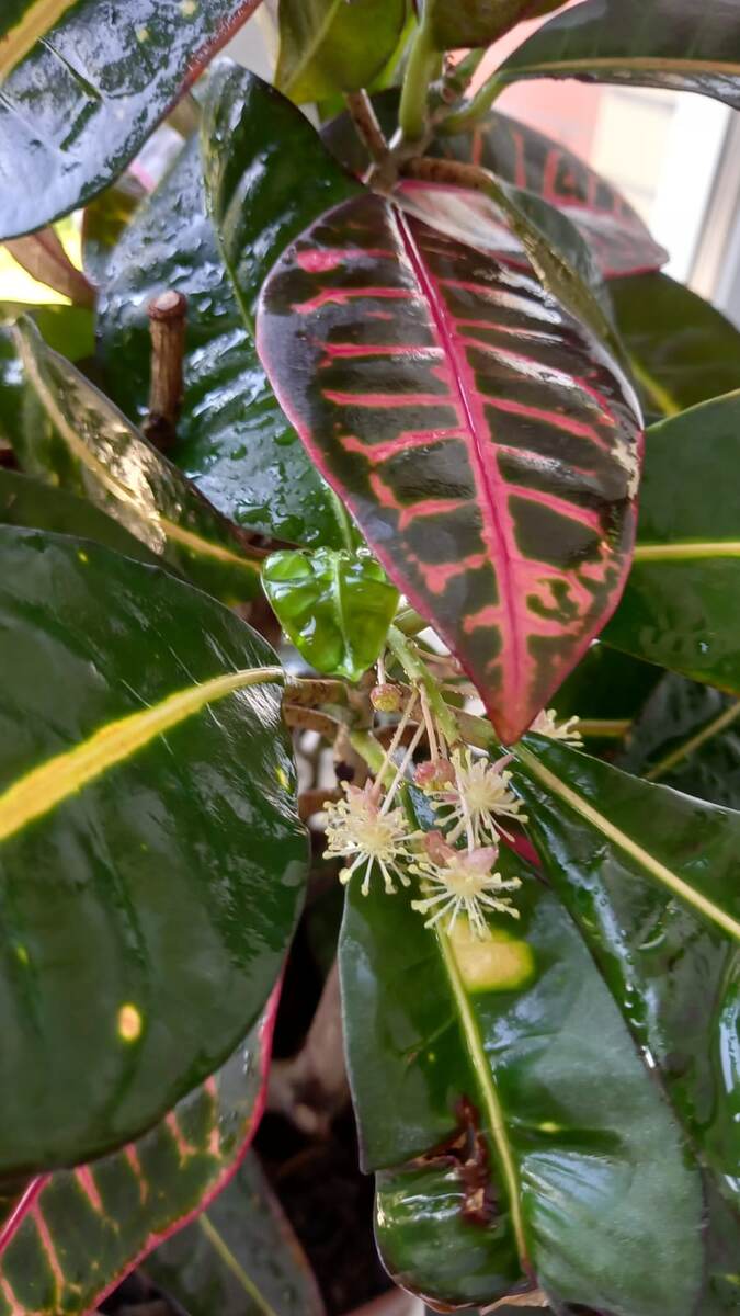 ФлораМир  Кротон (Кодиеум) в фазе цветения.