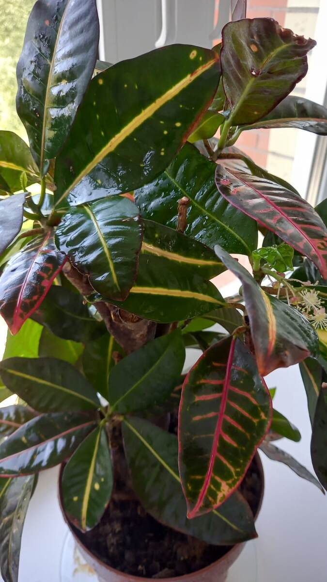 ФлораМир  Кротон (Кодиеум) в фазе цветения.