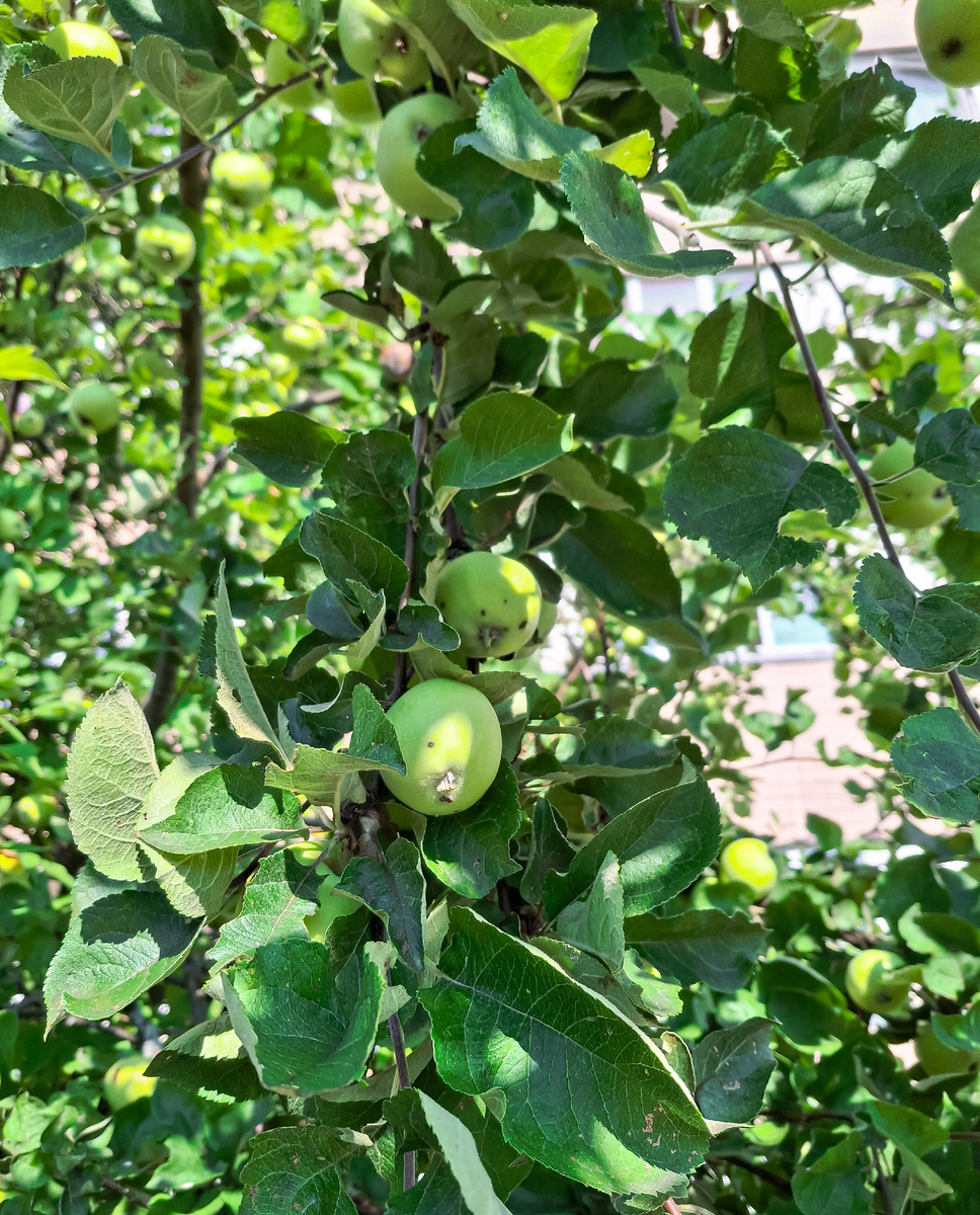 Веточки не пустые