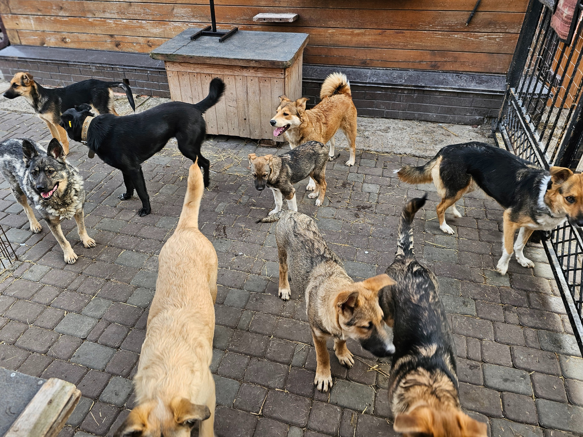 Собаки приюта Дари добро Нск