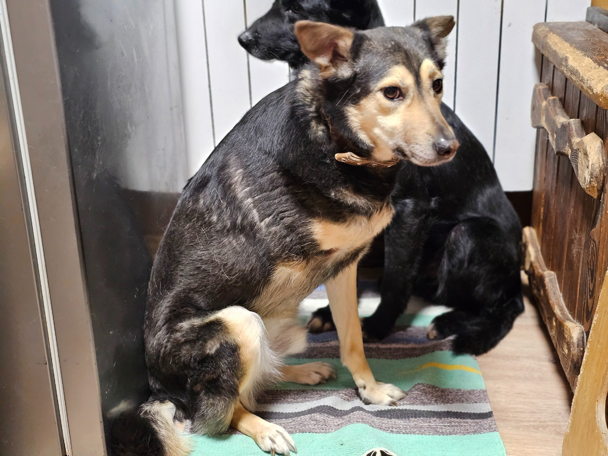 Серёга попал в капкан. Поэтому лишился лапы. 