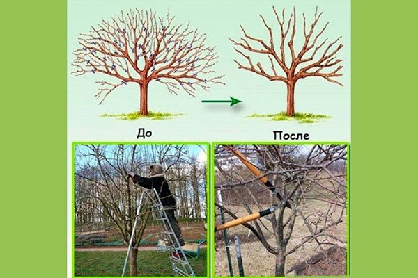 Полное руководство по обрезке яблони: цели, виды, сроки (весна, лето, осень), схемы для разных возрастов и форм кроны.