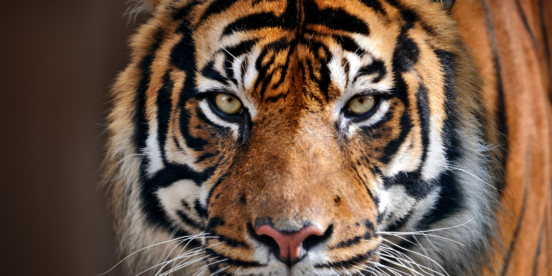 Уссурийский тигр — символ мужества и лидерства в обновленном образе НЦ «Россия» во Владивостоке