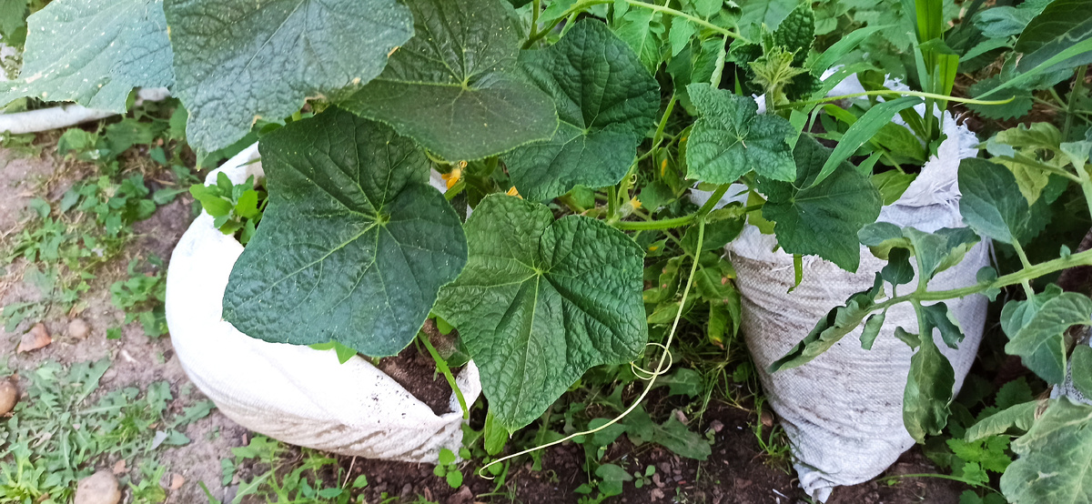 Куст говорит сам за себя