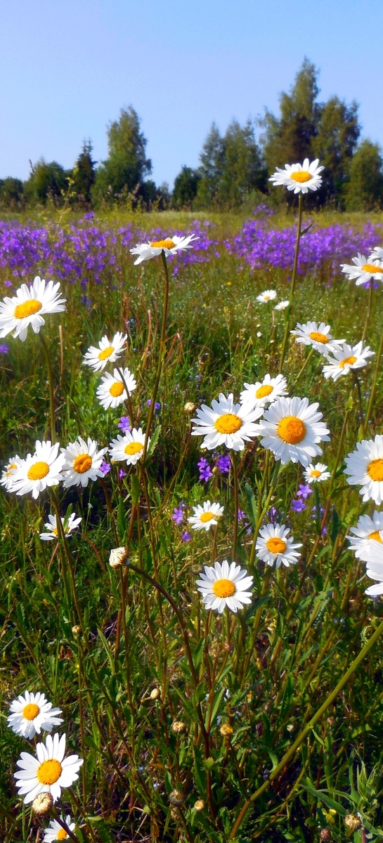 Самое красивое - июльское разнотравье!!!