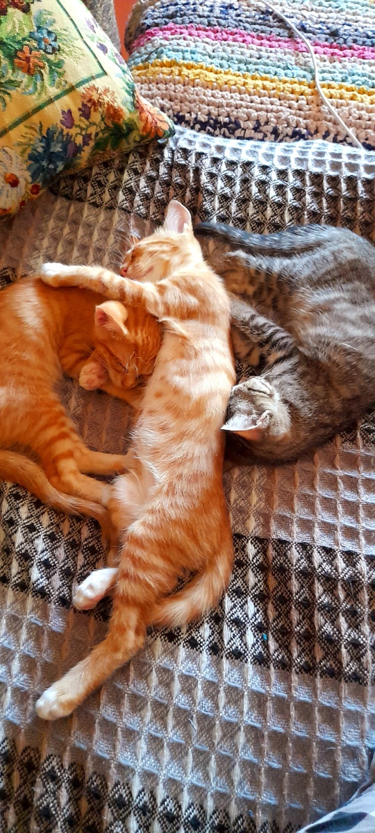 Моя неугомонная троица!))) Серенькую кошечку сегодня заберёт в новый дом Толин друг. Останутся у нас близнецы цитрусовые)))